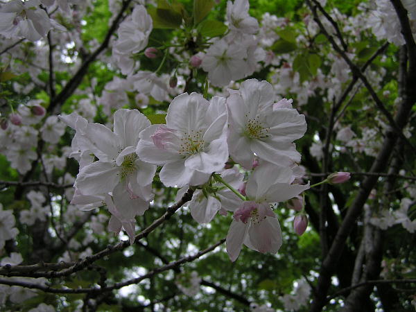 痢